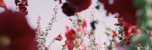anemoneoosu's profile banner image