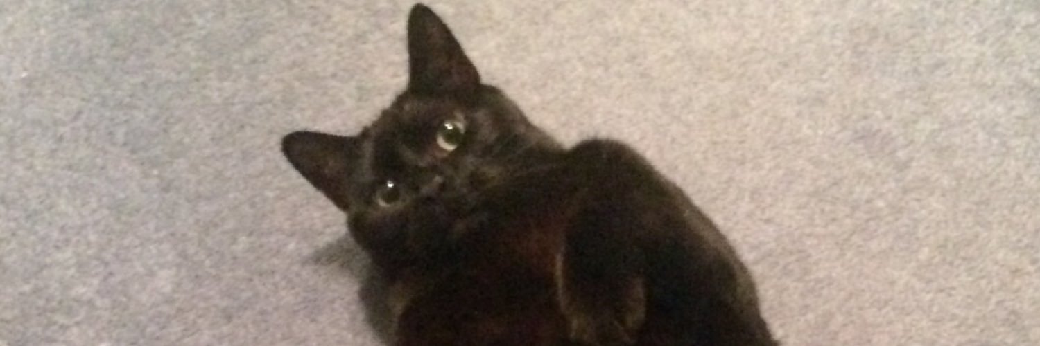 tweetbrazenhead's profile banner image