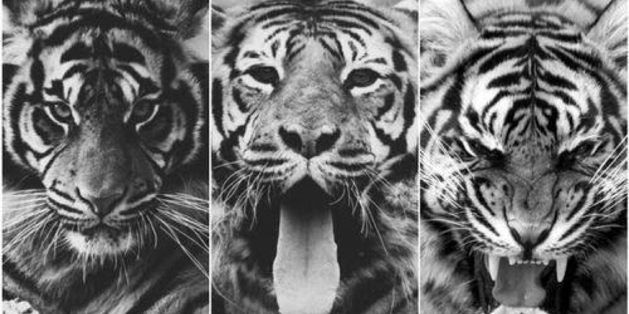 DuSignelion's profile banner image