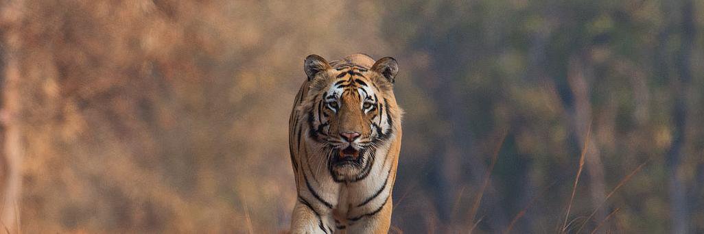 tadoba's profile banner image