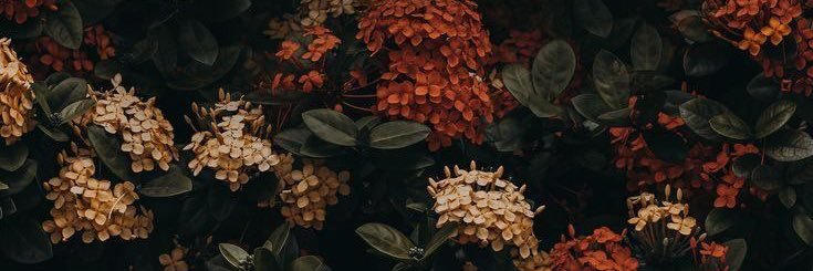 wyrdferns's profile banner image