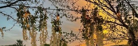 wolfie_asha's profile banner image