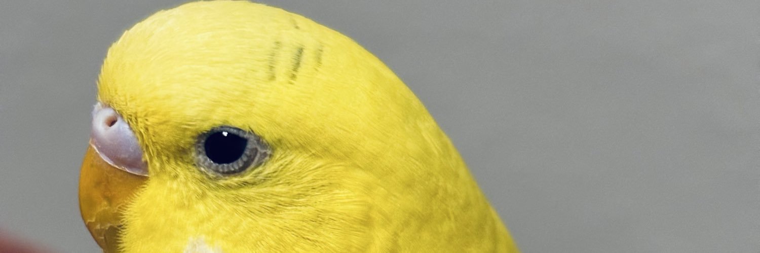 𝓢 banner
