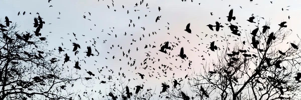 sidhenid's profile banner image