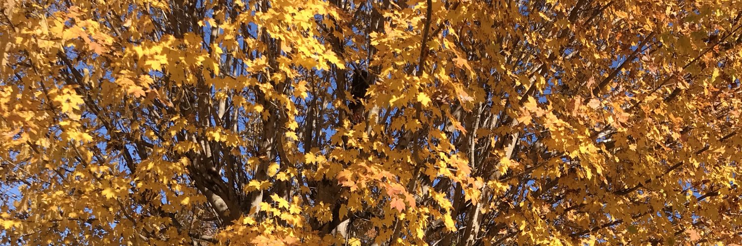 havenbeeler's profile banner image