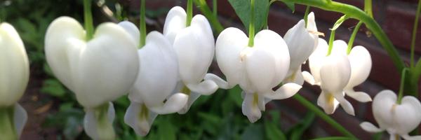 jon_hermans Profile Banner