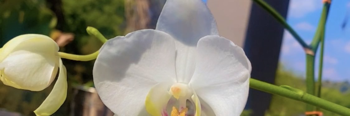 tereceez's profile banner image
