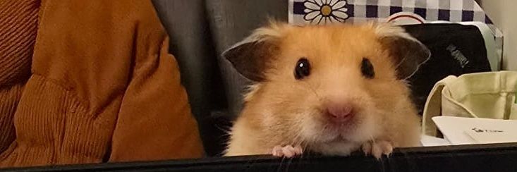 cutecutemanly banner