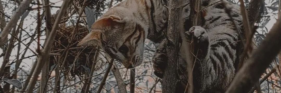 Initial_F_'s profile banner image