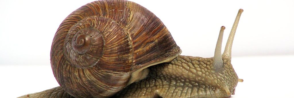 Snail banner