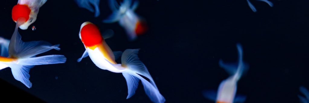 jangsbrs's profile banner image