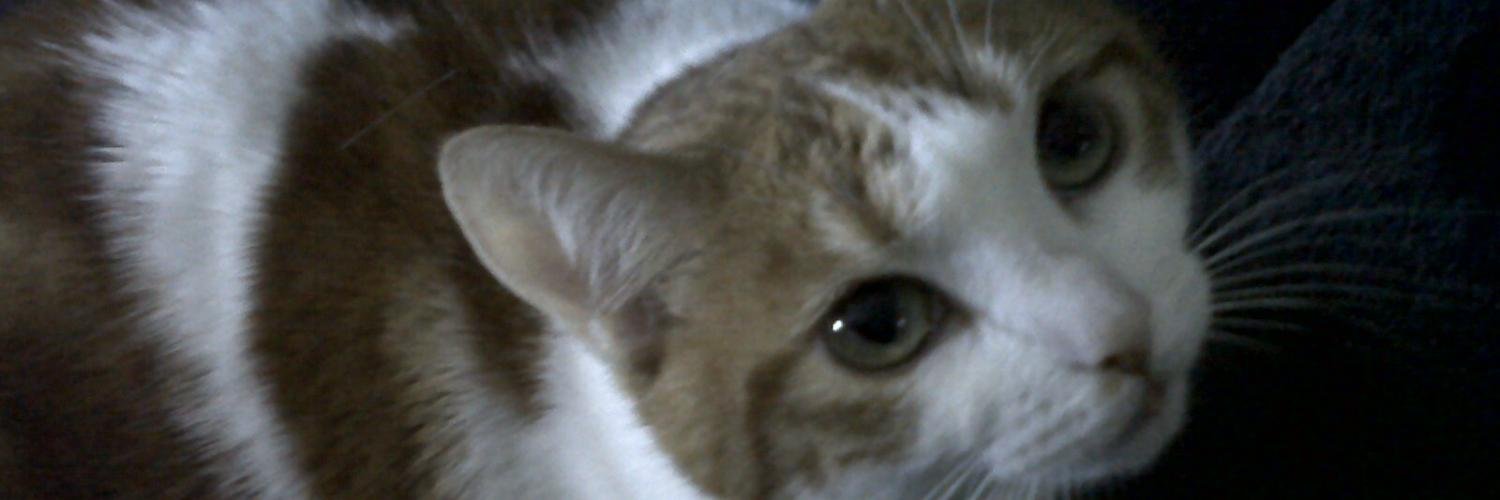 franvds's profile banner image
