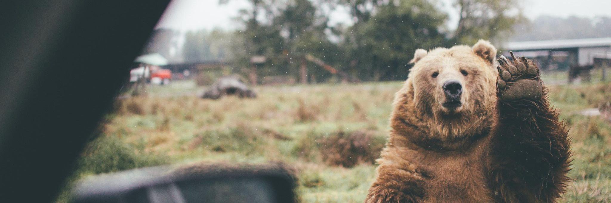 nikkieshy's profile banner image