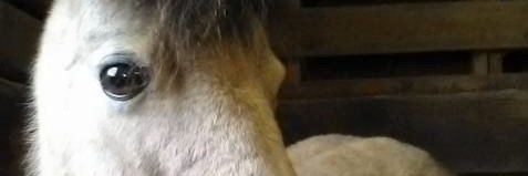 megonburkit's profile banner image