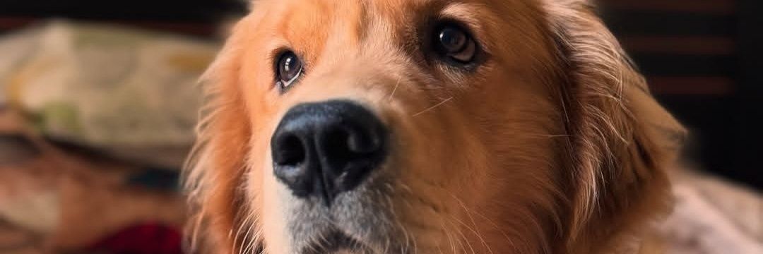 Rodriguez Hernendez banner