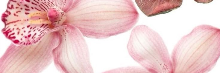 remi banner