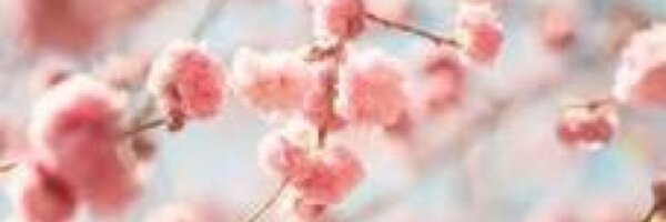 PimpingJulia Profile Banner