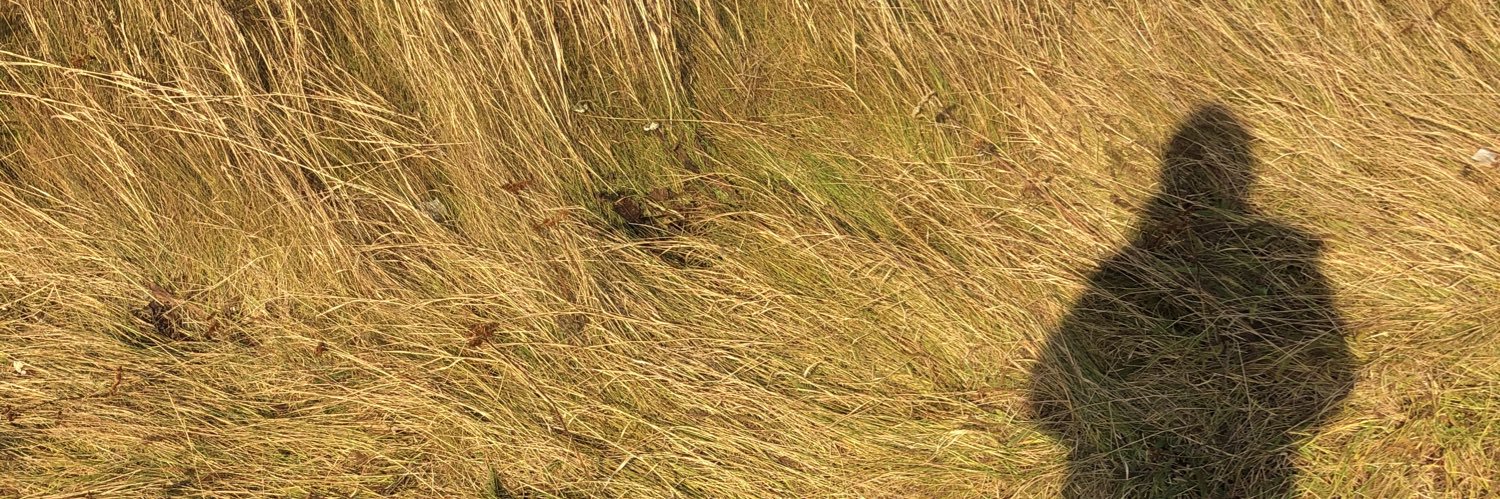 cindyweilsf's profile banner image