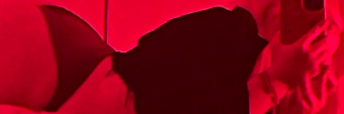 Sol banner