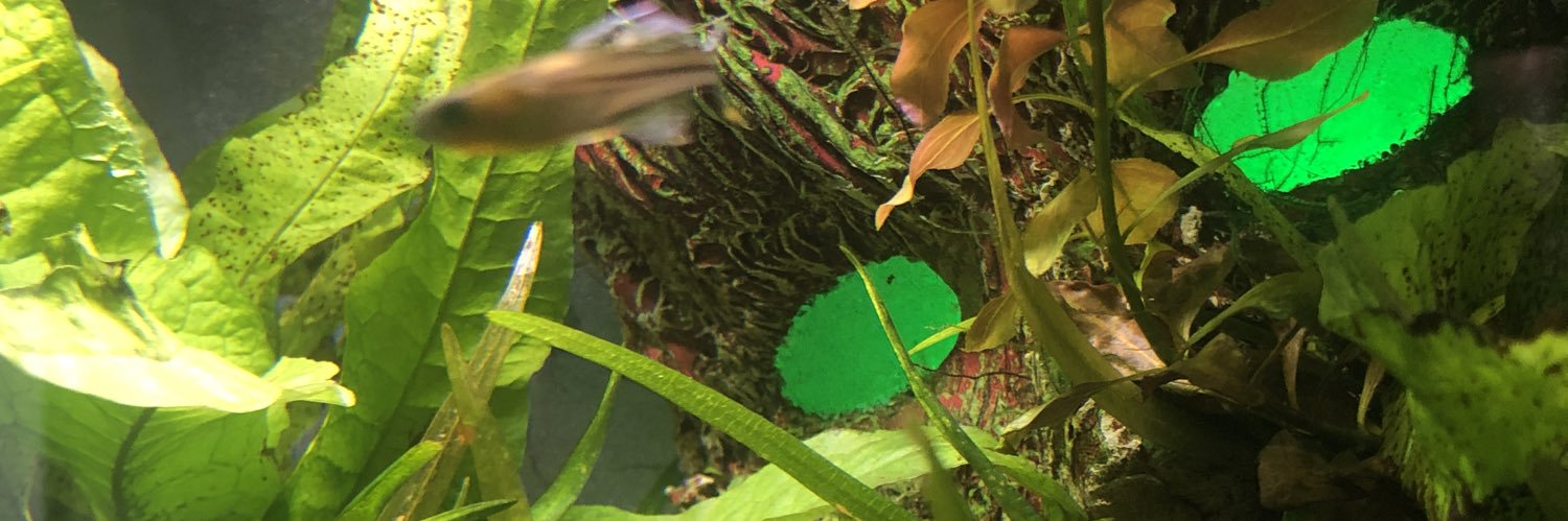 Pecktec101's profile banner image