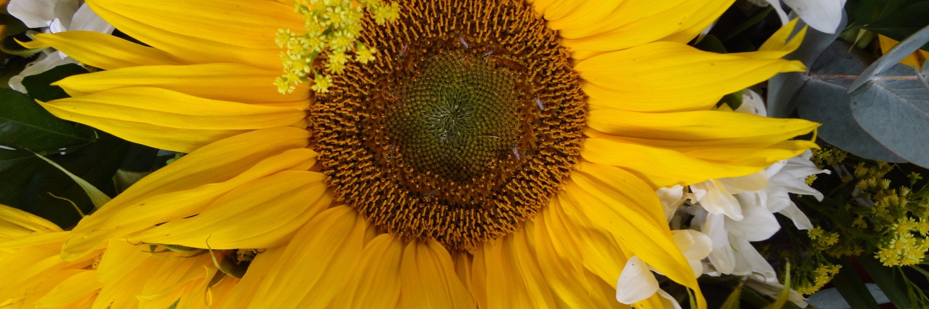 RanchodoSol's profile banner image