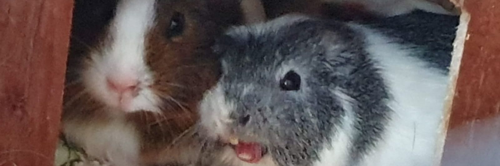 Dtr_GoLive's profile banner image