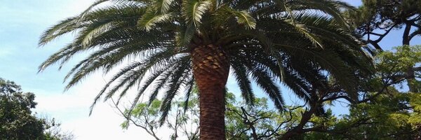 cves_arbor Profile Banner