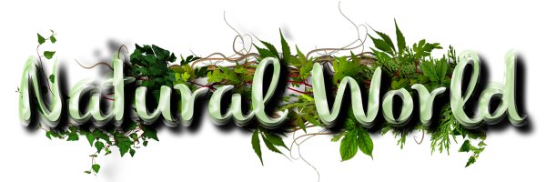 CoolTom4Nature Profile Banner
