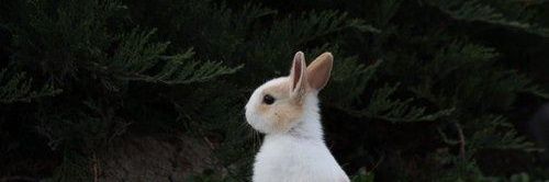 🐰 banner