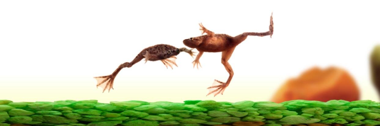 wildcreations's profile banner image