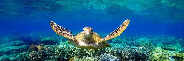 🅰️rsy'²⁶ | free tag! banner