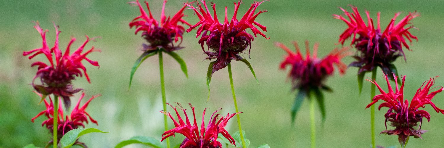 Lisa Leutheuser banner