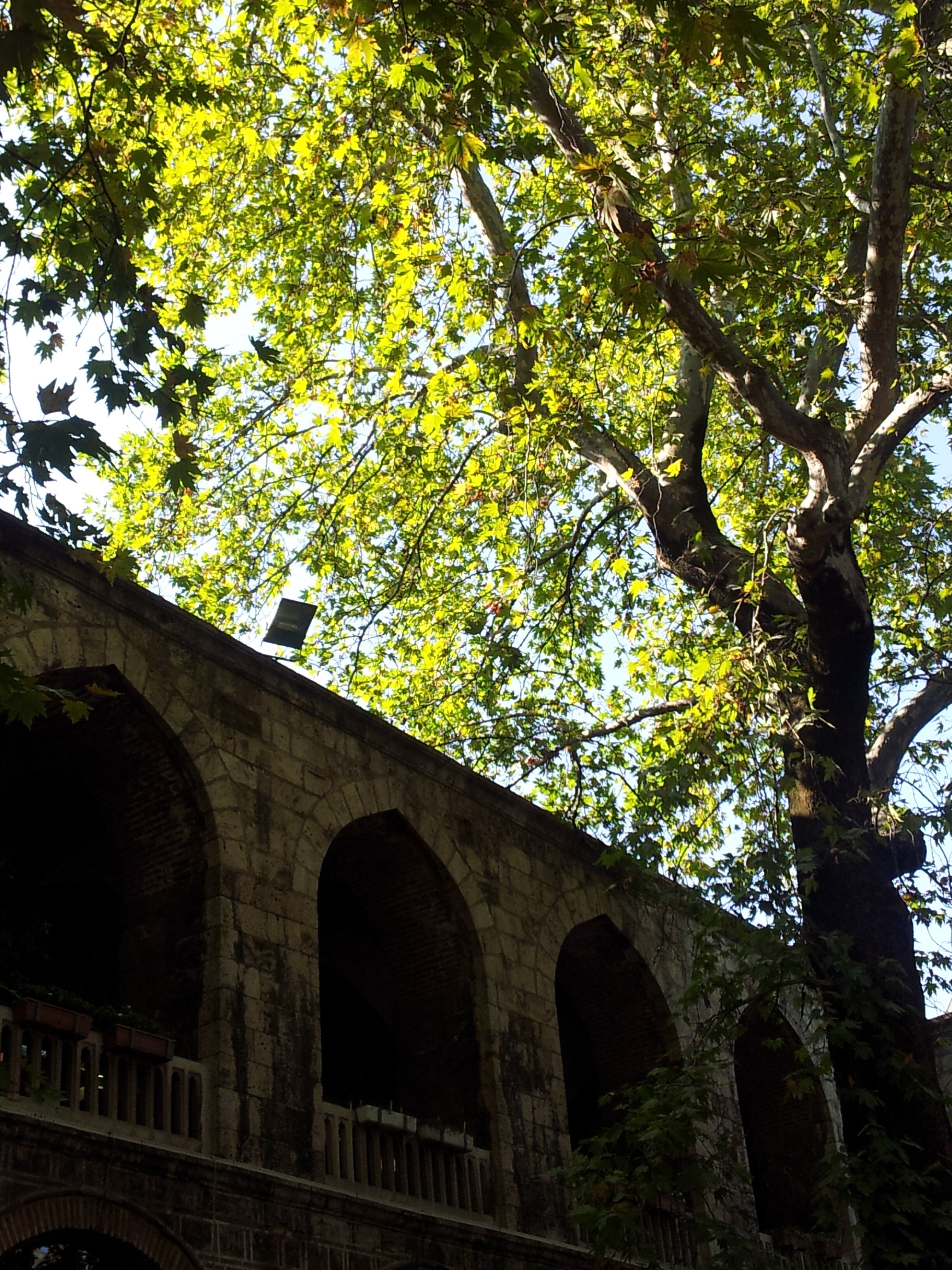 Sureyya Sonmez Efe banner