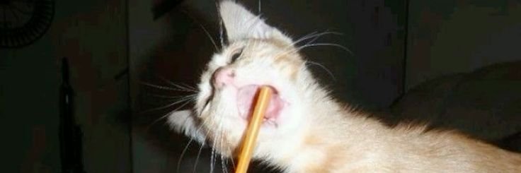 soupie ✰ スーピ banner