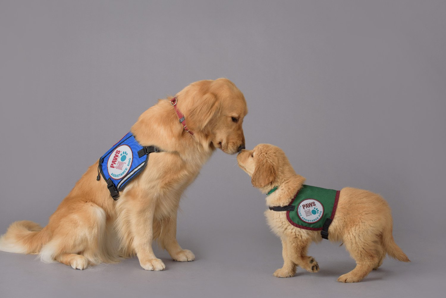 Paws With A Cause banner