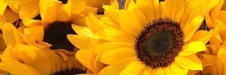 Ro_Lorente's profile banner image