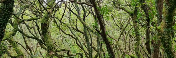 AlisonJArcher Profile Banner