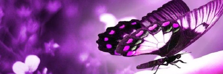 FoodLovingPanda's profile banner image