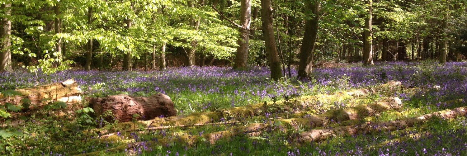 Bex2145's profile banner image