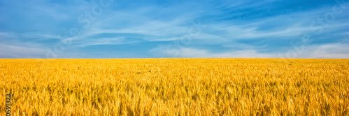 uncommonlyann's profile banner image