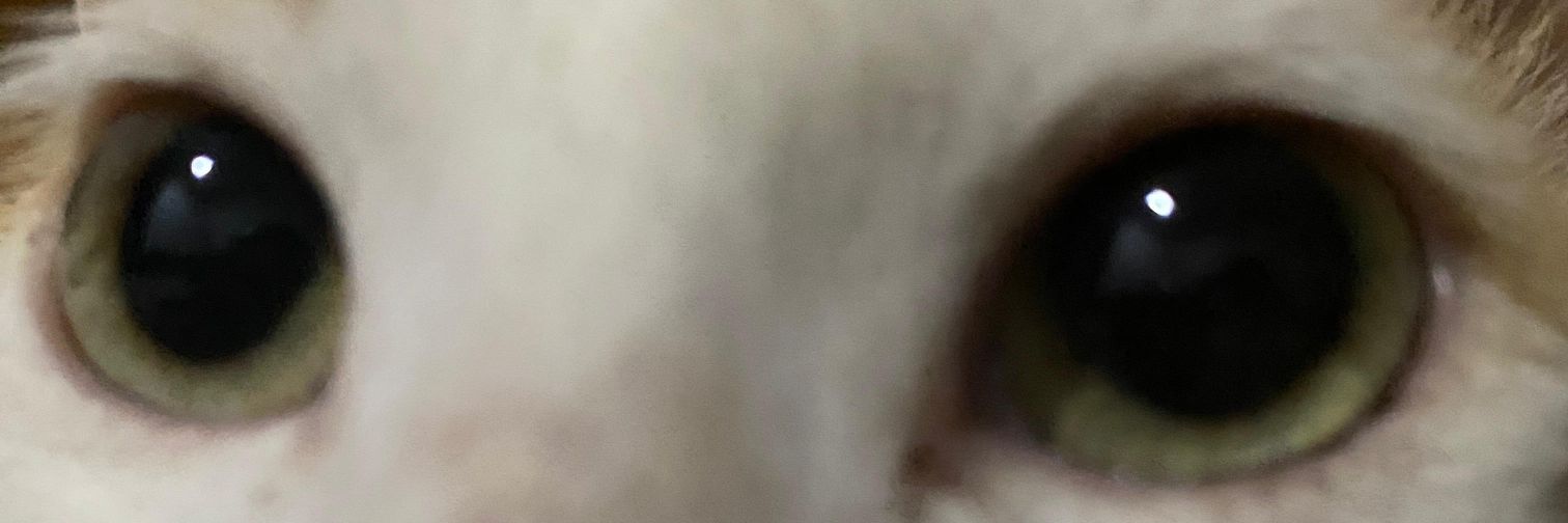 PixelBun | Live2D Pixel Art banner