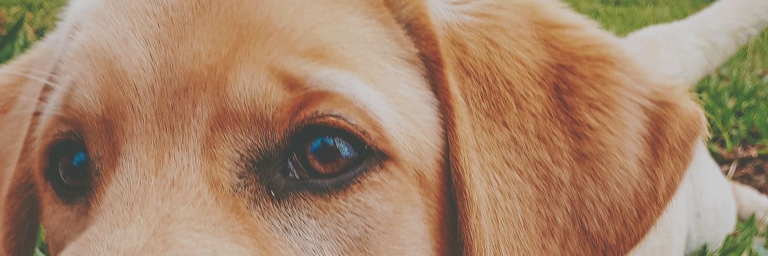 _nichellisteeh's profile banner image