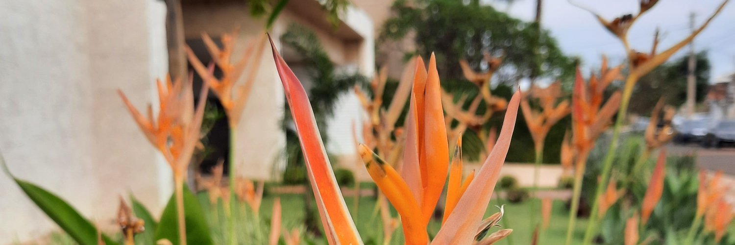 CEPaiva's profile banner image
