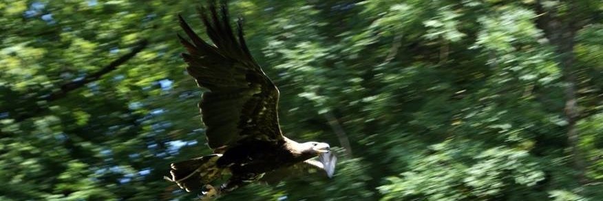 Obserwator 🇵🇱 banner