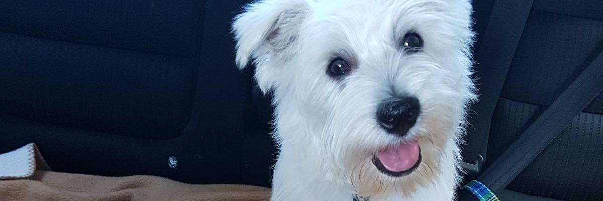 Neilski_84's profile banner image