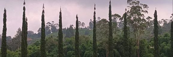 Emellie banner
