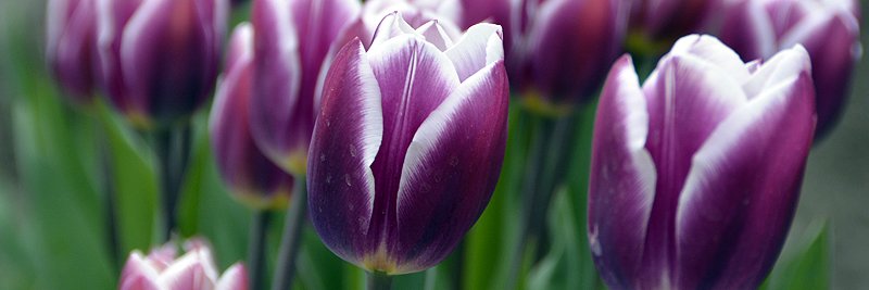 Angelique Vermeulen banner