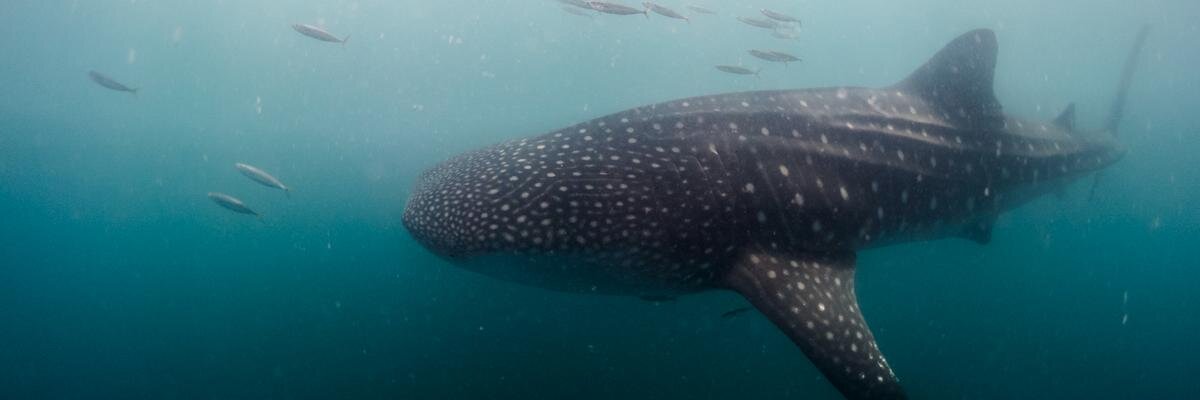 aquafiles's profile banner image