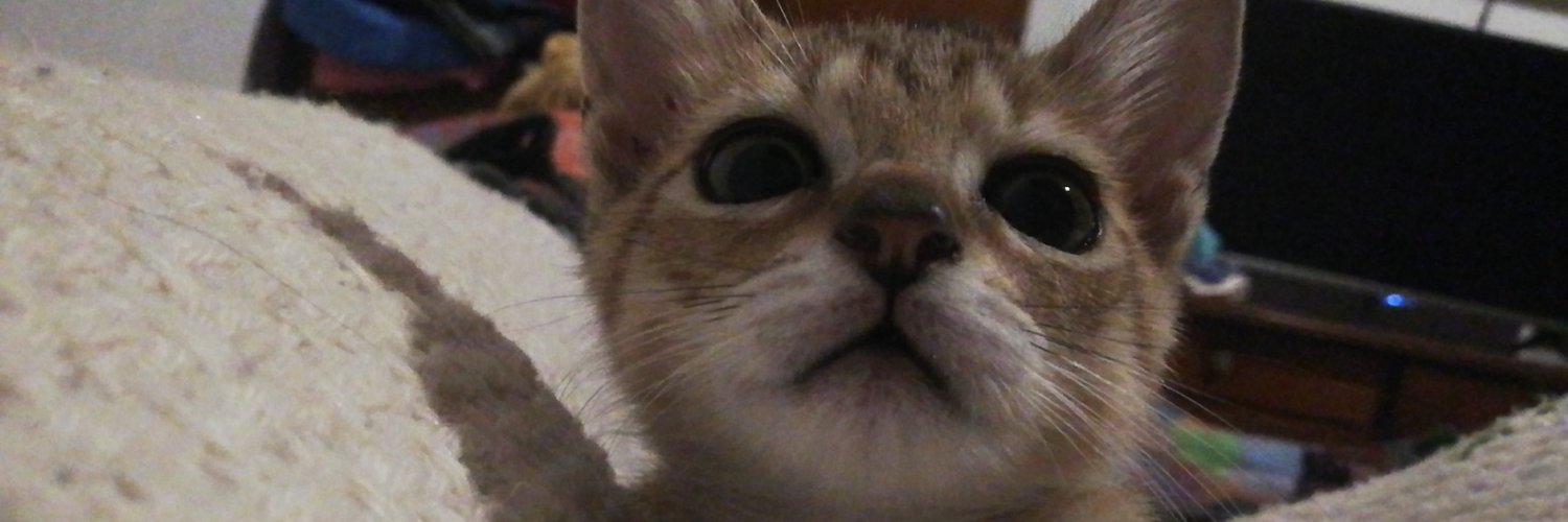 maaytorress's profile banner image