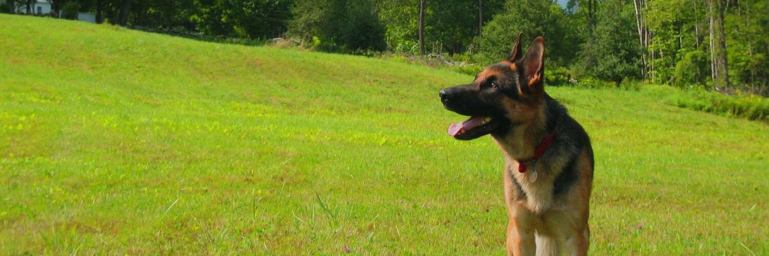 Natural Dog Training banner